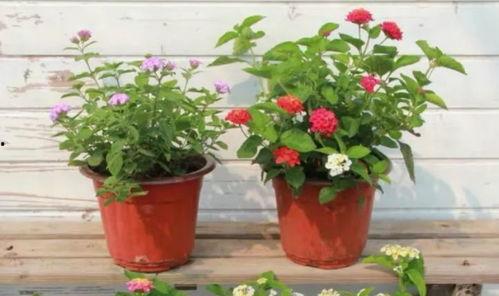 纳威莱特最新爆料新闻视频,揭秘事件背后惊人真相 第3张 纳威莱特最新爆料新闻视频,揭秘事件背后惊人真相 第3张